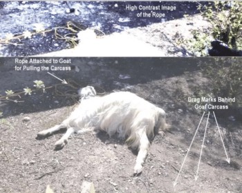 Goat | MR Onlinenbsp | Goat | MR Online