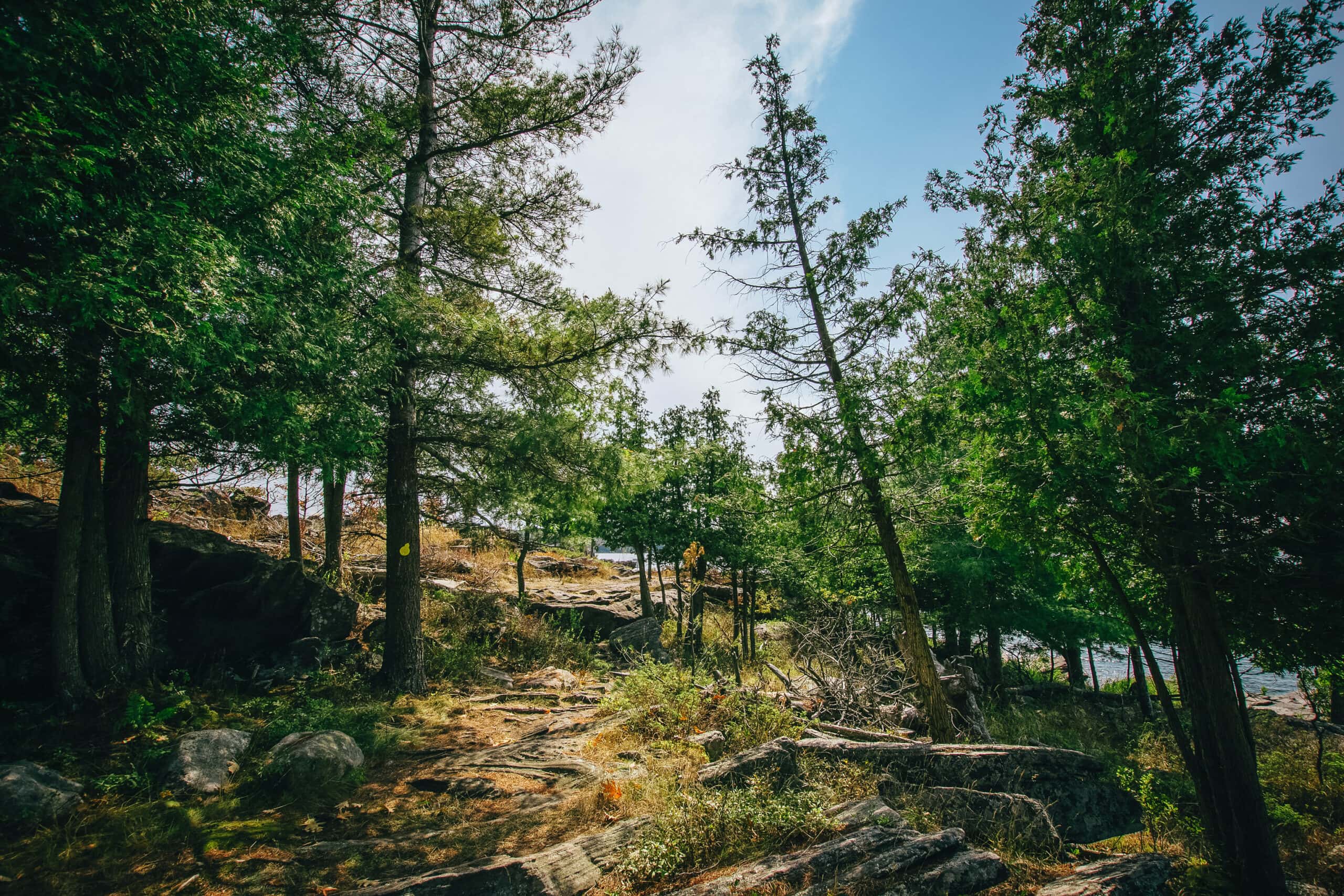A sunny day in the forest at Killbear Provincial Park in Ontario