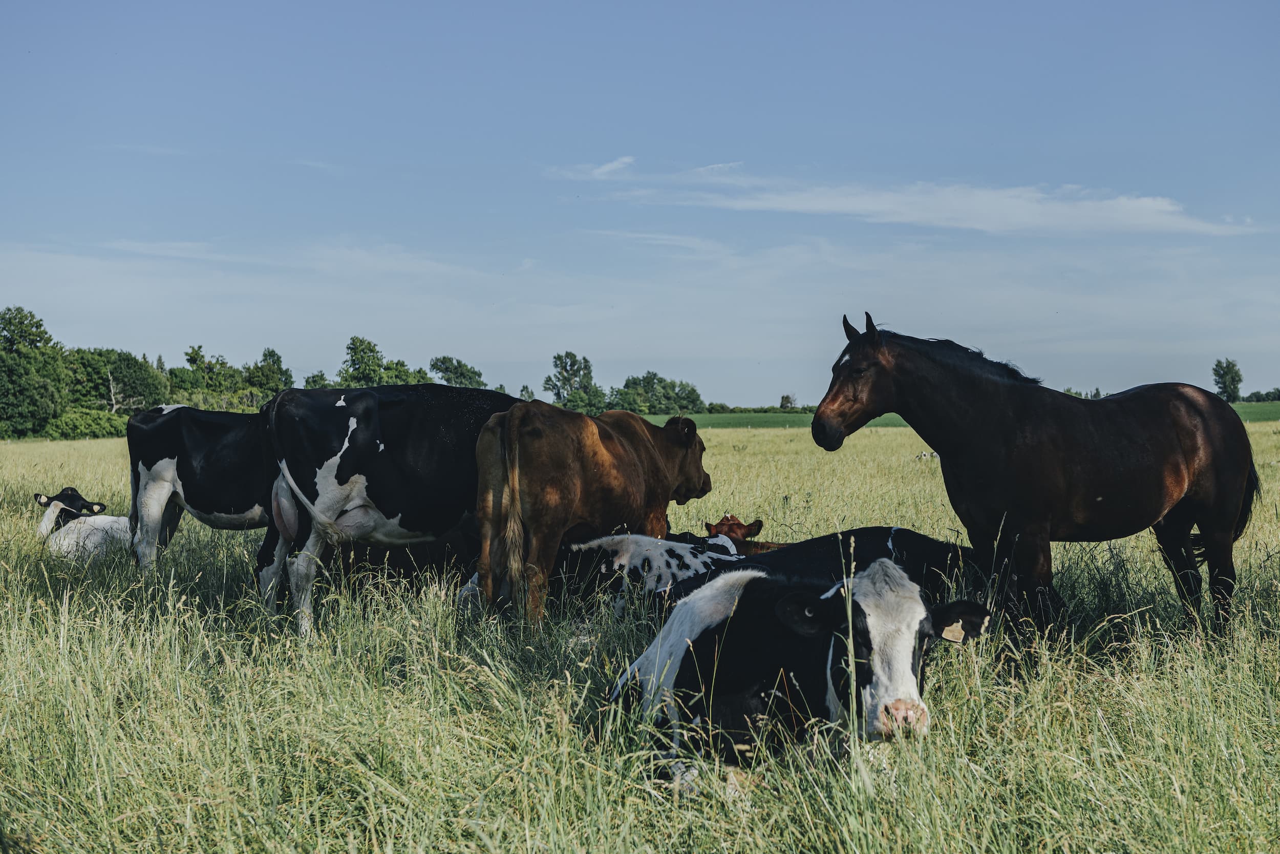 Cows and horses in Milton, Ont.