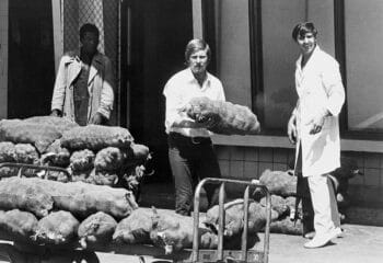 White supervisors undertake Black labourers work in a market in January 1973 Credit David Hemson Collection University of Cape Town Libraries | MR Online | White supervisors undertake Black labourers work in a market in January 1973 Credit David Hemson Collection University of Cape Town Libraries | MR Online